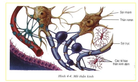 Mô thần kinh Lý thuyết Sinh học lớp 8 bài 4: Mô