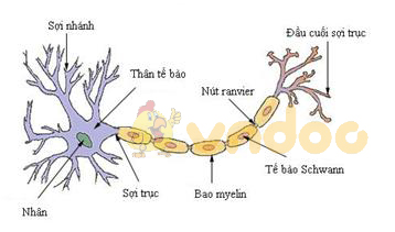Lý thuyết Sinh học lớp 8 bài 6: Phản xạ