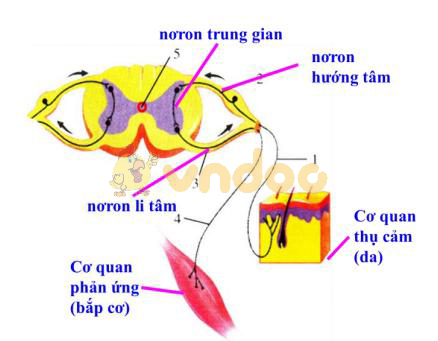 Lý thuyết Sinh học lớp 8 bài 6: Phản xạ