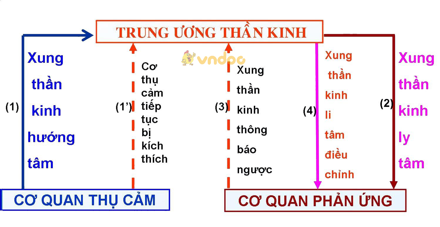 Lý thuyết Sinh học lớp 8 bài 6: Phản xạ