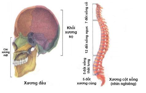 Lý thuyết Sinh học lớp 8 bài 7: Bộ xương