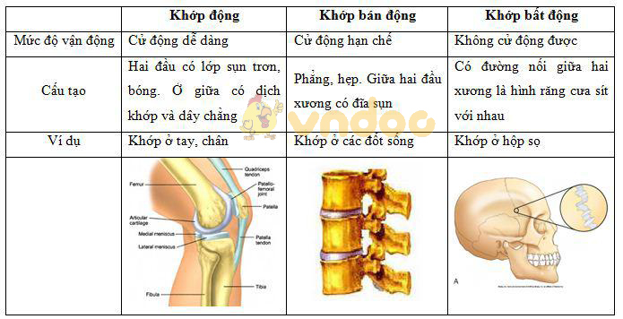 Lý thuyết Sinh học lớp 8 bài 7: Bộ xương