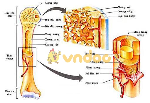 Lý thuyết Sinh học lớp 8 bài 8: Cấu tạo và tính chất của xương