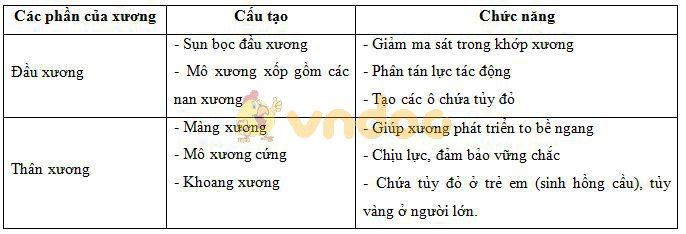 Lý thuyết Sinh học lớp 8 bài 8: Cấu tạo và tính chất của xương