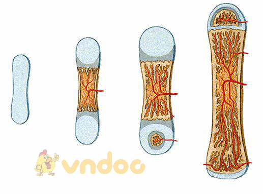 Lý thuyết Sinh học lớp 8 bài 8: Cấu tạo và tính chất của xương