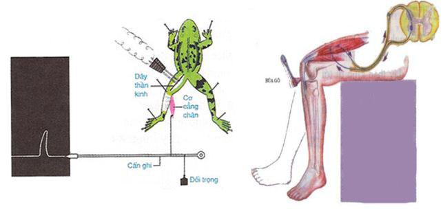 Lý thuyết Sinh học lớp 8 bài 9: Cấu tạo và tính chất của cơ