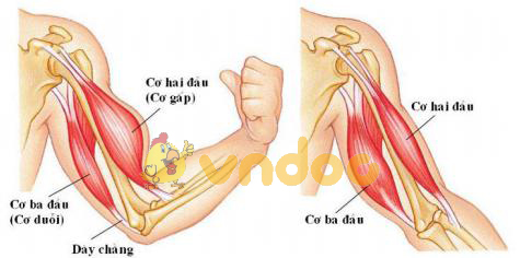 Lý thuyết Sinh học lớp 8 bài 9: Cấu tạo và tính chất của cơ
