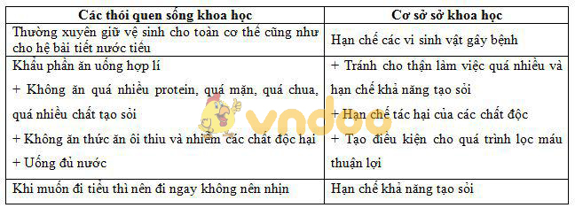 Lý thuyết Sinh học lớp 8 bài 40: Vệ sinh hệ bài tiết nước tiểu