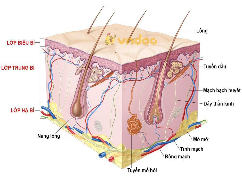 Lý thuyết Sinh học lớp 8 bài 41: Cấu tạo và chức năng của da