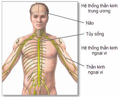 Lý thuyết Sinh học lớp 8 bài 43: Giới thiệu chung hệ thần kinh
