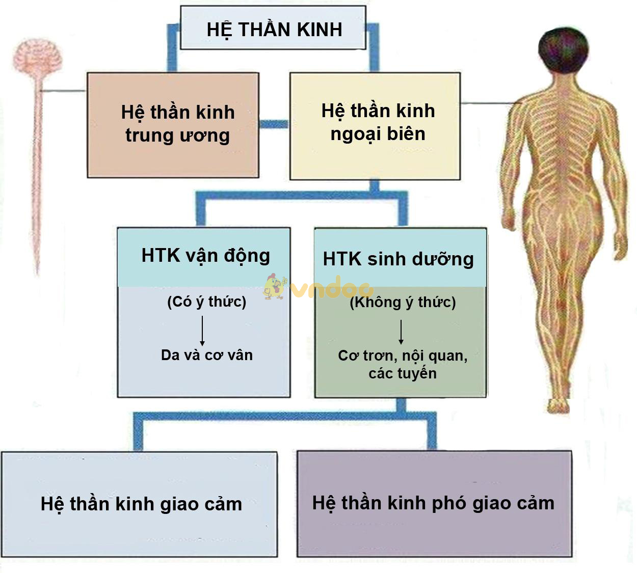 Lý thuyết Sinh học lớp 8 bài 43: Giới thiệu chung hệ thần kinh