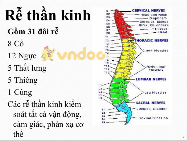 Lý thuyết Sinh học lớp 8 bài 45: Dây thần kinh tủy