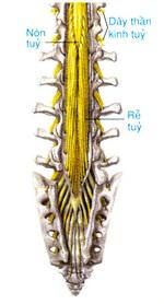 Lý thuyết Sinh học lớp 8 bài 45: Dây thần kinh tủy