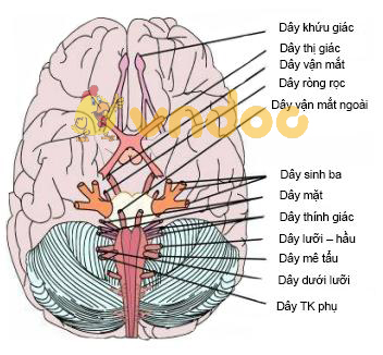 Lý thuyết Sinh học lớp 8 bài 46: Trụ não, tiểu não, não trung gian