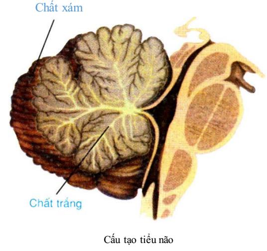 Lý thuyết Sinh học lớp 8 bài 46: Trụ não, tiểu não, não trung gian