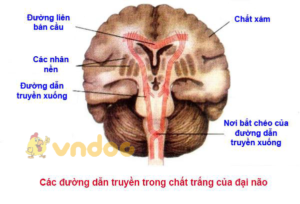 Lý thuyết Sinh học lớp 8 bài 47: Đại não