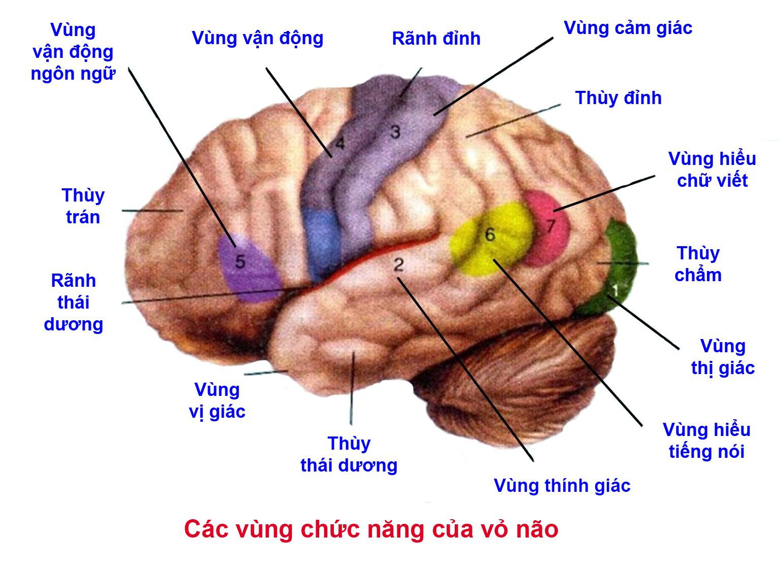 Lý thuyết Sinh học lớp 8 bài 47: Đại não