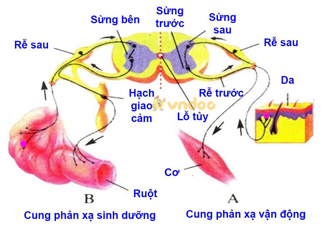 Lý thuyết Sinh học lớp 8 bài 48: Hệ thần kinh sinh dưỡng