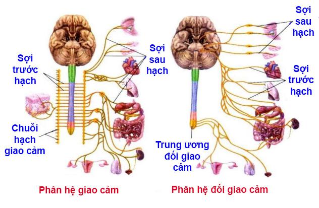 Lý thuyết Sinh học lớp 8 bài 48: Hệ thần kinh sinh dưỡng