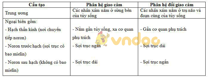 Lý thuyết Sinh học lớp 8 bài 48: Hệ thần kinh sinh dưỡng