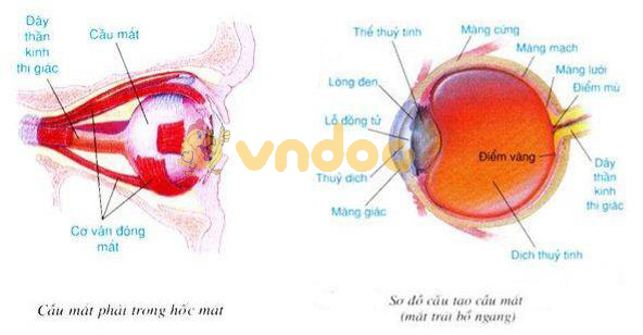 cấu tạo cầu mắt Lý thuyết Sinh học lớp 8 bài 49: Cơ quan phân tích thị giác