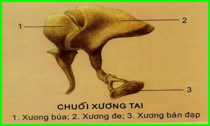 Lý thuyết Sinh học lớp 8 bài 51: Cơ quan phân tích thính giác
