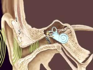 Lý thuyết Sinh học lớp 8 bài 51: Cơ quan phân tích thính giác