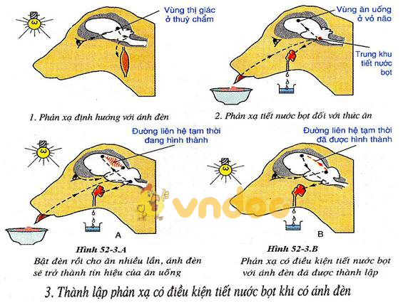 Lý thuyết Sinh học lớp 8 bài 52: Phản xạ không điều kiện và phản xạ có điều kiện