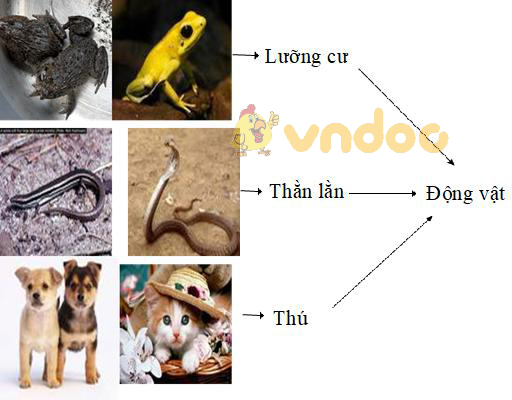 khái niệm hóa Lý thuyết Sinh học lớp 8 bài 53: Hoạt động thần kinh cấp cao ở người