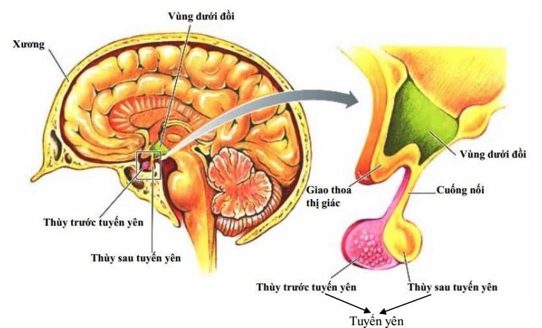 tuyến yên Lý thuyết Sinh học lớp 8 bài 56: Tuyến yên, tuyến giáp