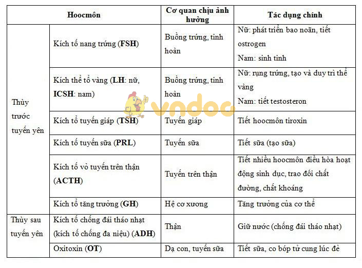các hoocmôn tuyến yên Lý thuyết Sinh học lớp 8 bài 56: Tuyến yên, tuyến giáp