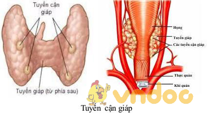 tuyến cận giáp Lý thuyết Sinh học lớp 8 bài 56: Tuyến yên, tuyến giáp
