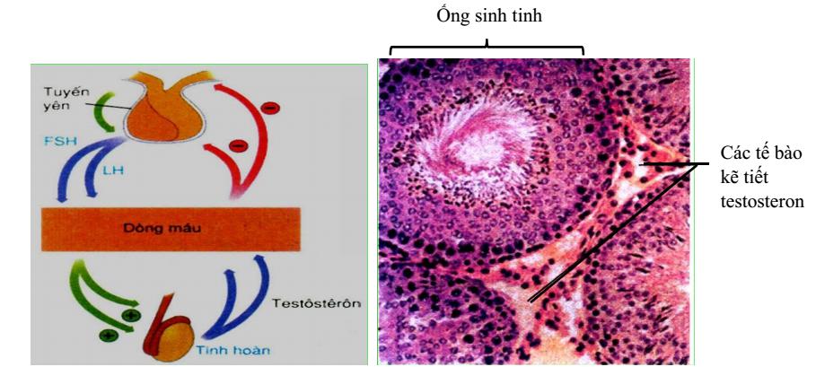 Lý thuyết Sinh học lớp 8 bài 58: Tuyến sinh dục