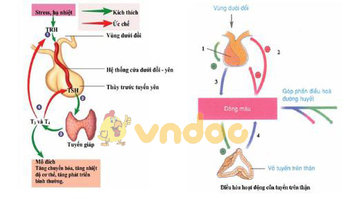 Lý thuyết Sinh học lớp 8 bài 59: Sự điều hòa và phối hợp hoạt động của các tuyến nội tiết
