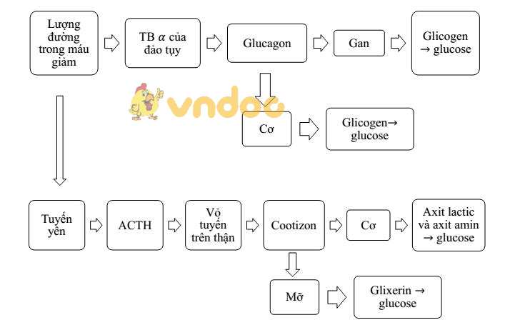 Lý thuyết Sinh học lớp 8 bài 59: Sự điều hòa và phối hợp hoạt động của các tuyến nội tiết