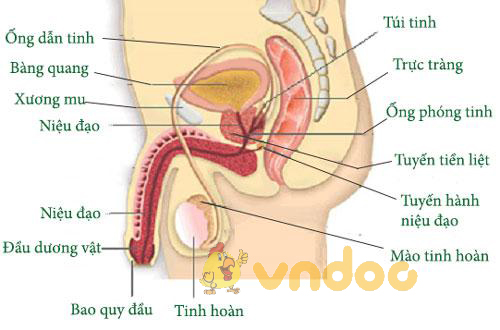 Lý thuyết Sinh học lớp 8 bài 60: Cơ quan sinh dục nam