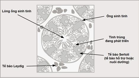 Lý thuyết Sinh học lớp 8 bài 60: Cơ quan sinh dục nam