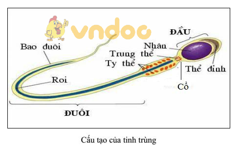 Lý thuyết Sinh học lớp 8 bài 60: Cơ quan sinh dục nam