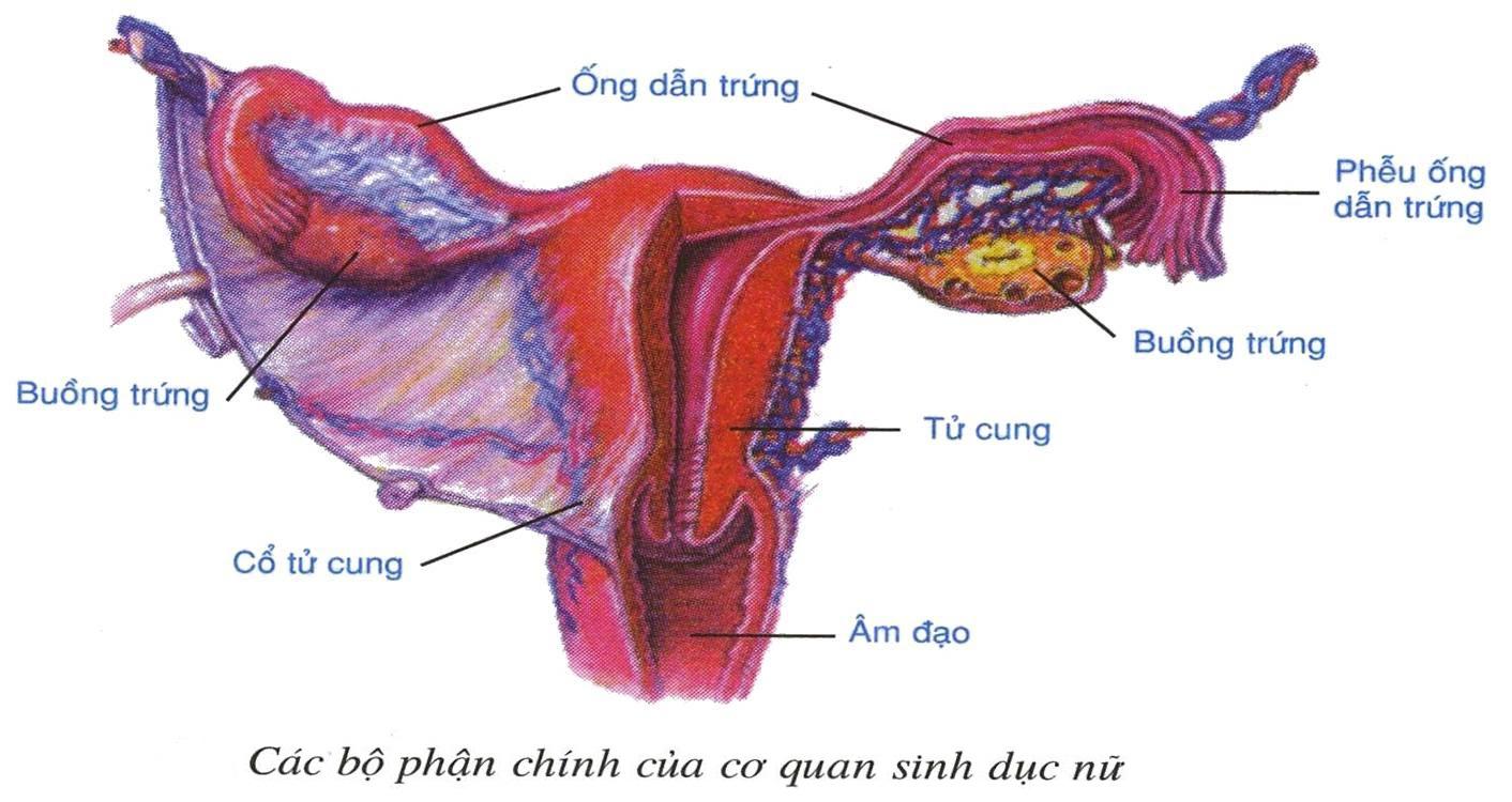 buồng trứng và trứng Lý thuyết Sinh học lớp 8 bài 61: Cơ quan sinh dục nữ