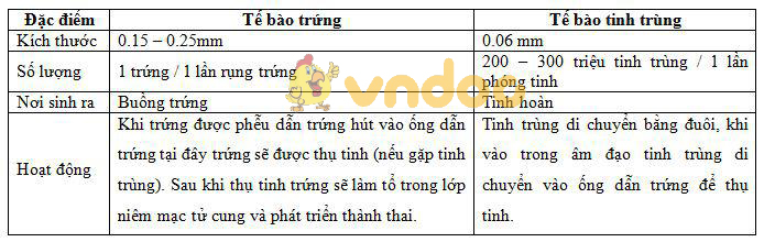 so sánh tế bào tinh trùng và trứng Lý thuyết Sinh học lớp 8 bài 61: Cơ quan sinh dục nữ