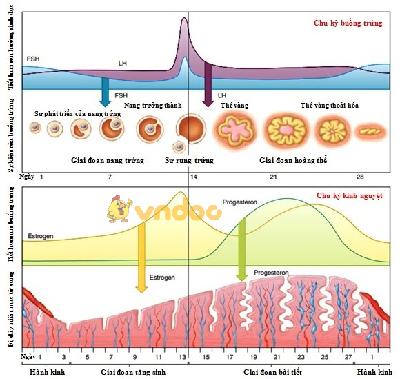 Lý thuyết Sinh học lớp 8 bài 62: Thụ tinh, thụ thai và phát triển của thai