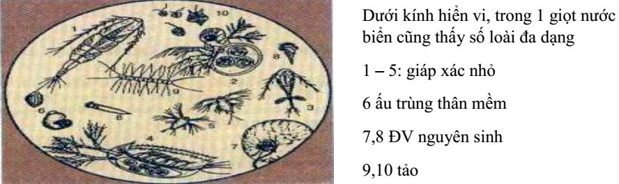 Lý thuyết Sinh học lớp 7 bài 1: Thế giới động vật đa dạng và phong phú
