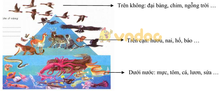 Lý thuyết Sinh học lớp 7 bài 1: Thế giới động vật đa dạng và phong phú