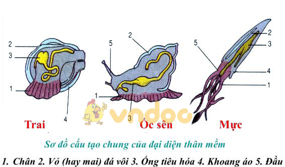 Lý thuyết Sinh học lớp 7 bài 21: Đặc điểm chung và vai trò của ngành Thân mềm