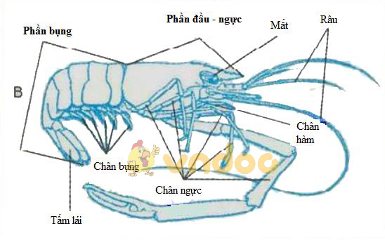Lý thuyết Sinh học lớp 7 bài 22: Tôm sông