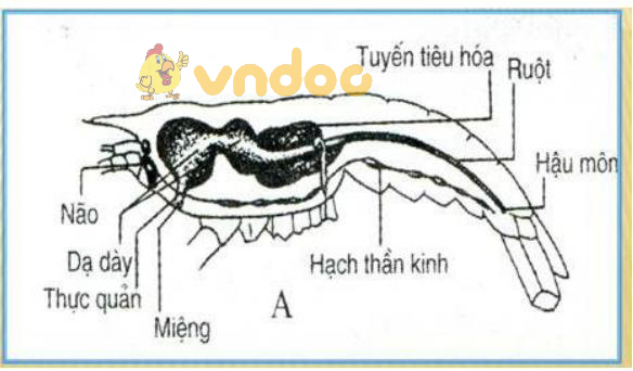Lý thuyết Sinh học lớp 7 bài 22: Tôm sông