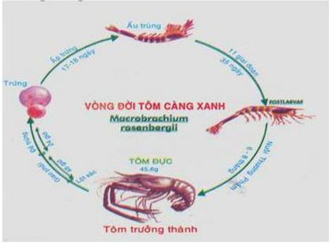 Lý thuyết Sinh học lớp 7 bài 22: Tôm sông