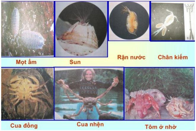 Lý thuyết Sinh học lớp 7 bài 24: Đa dạng và vai trò của lớp Giáp xác