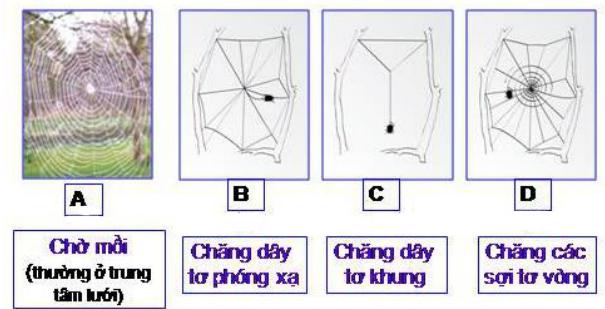 Lý thuyết Sinh học lớp 7 bài 25: Nhện và sự đa dạng của lớp hình nhện