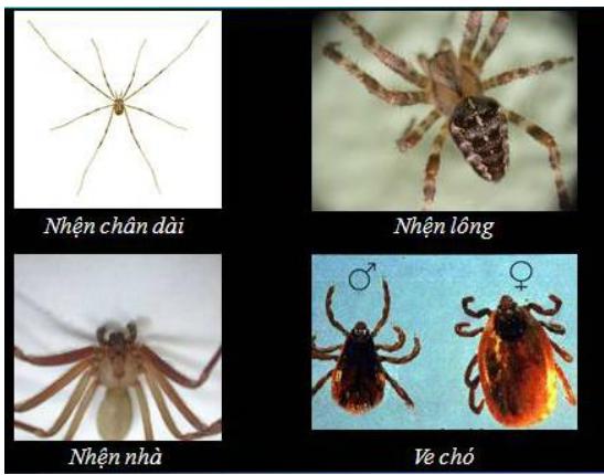 Lý thuyết Sinh học lớp 7 bài 25: Nhện và sự đa dạng của lớp hình nhện